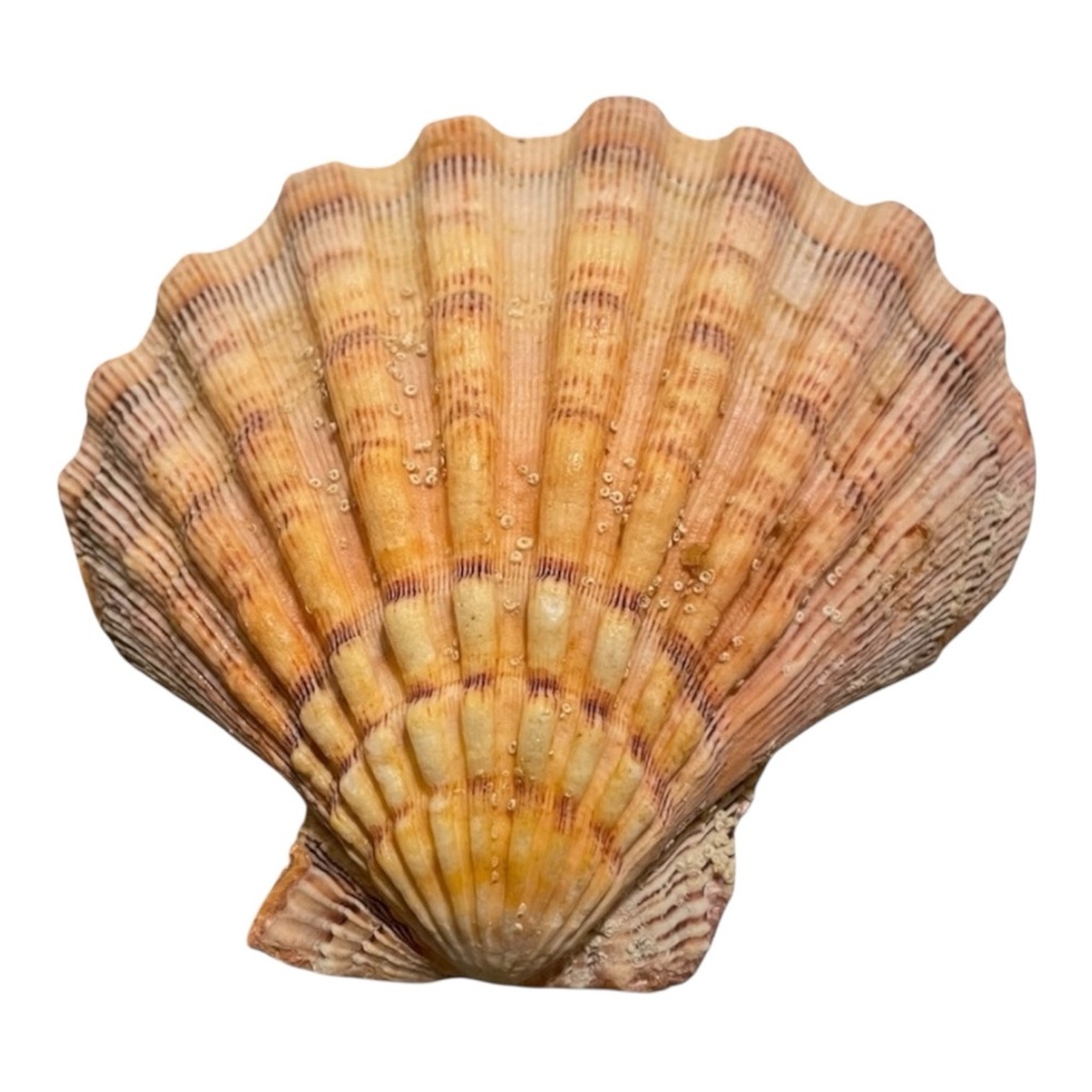 Lions Paw Seashell Decor